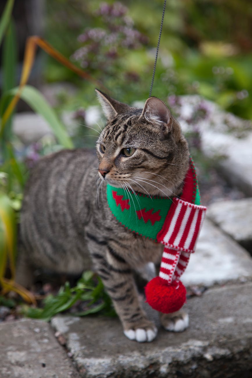 gray cat wearing a christmas design scarf